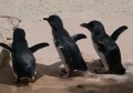 0318-1403 Canberra Zoo Penguins (3185291)